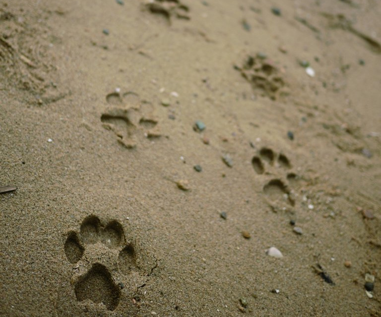Animal Footprint Sandals 2