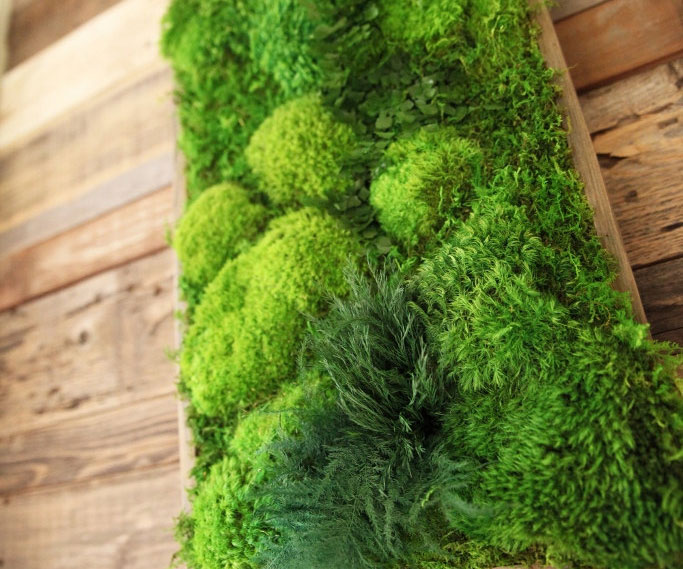 Artisan Moss Plant Art 1