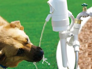 Automatic Dog Drinking Fountain 1