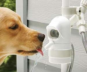 Automatic Dog Drinking Fountain