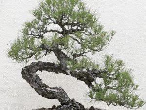 Black Pine Bonsai Tree Kit | Million Dollar Gift Ideas