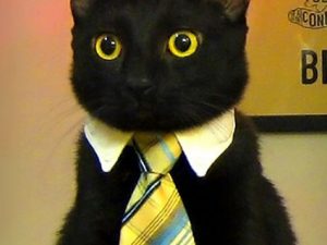 Business Cat Tie | Million Dollar Gift Ideas