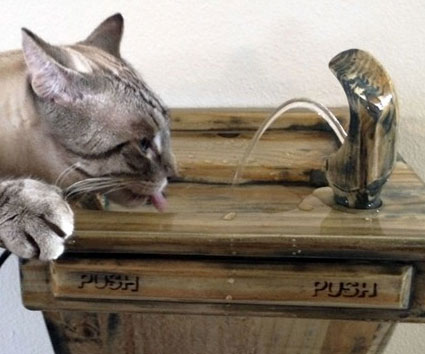 Cat Drinking Fountain