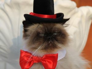 Fancy Cat Top Hat 1