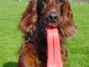 Giant Dog Tongue Chew Toy | Million Dollar Gift Ideas