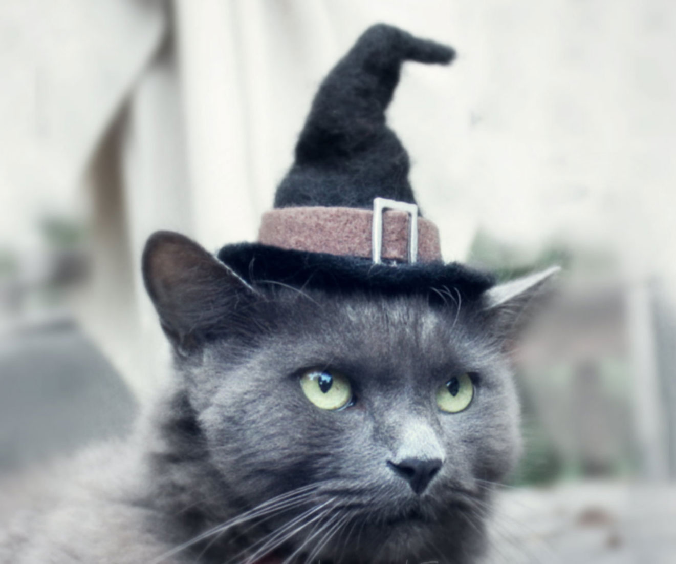 Hats For Cats 2