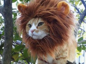 Lion Cat Hat 1