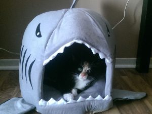 Shark Pet Bed 1