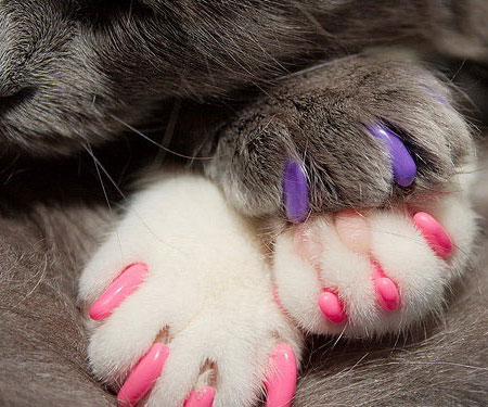 Soft Cat Claws 1