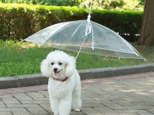 The Dog Umbrella 1